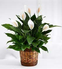 Enjoy a leisurely walk along the winding paths and enjoy. Spathiphyllum Plant Summerville Sc Florist