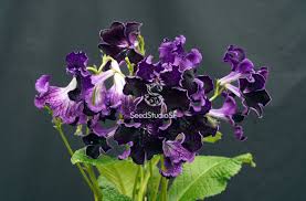 Image result for Streptocarpus eylesii