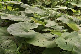 フキ ふき 蕗 庭木図鑑 植木ペディア
