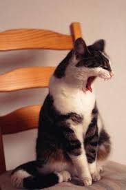 What Is Azithromycin For Cats Used To Treat Pets