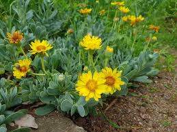 Image result for Hertia