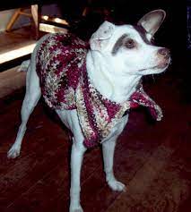 The Rat Terrier Border Collie Mix Is It The Right Dog For You Canine Hq