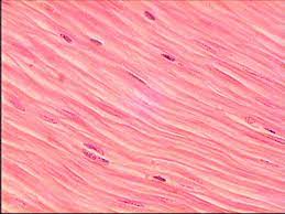Histology Review Physiology Smooth Muscle Tissue Human Anatomy And Physiology