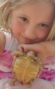 Upgrading Sulcata Turtle Enclosures and Habitats