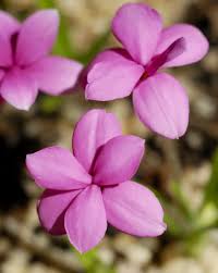 Image result for Hypoxis subspicata