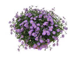 Image result for Brachycome mossambicensis