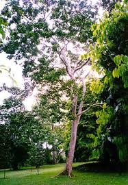 Image result for Intsia