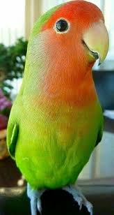Pin On Birds Of Many Colors