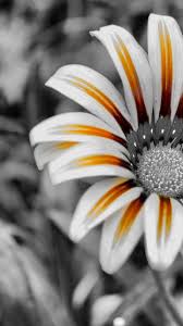 Looking for the best wallpapers? 50 Hd Wallpaper For Mobile On Wallpapersafari
