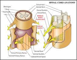 In elderly patients who do not respond to treatment for hip and/or knee joint diseases, l3 nerve root radiculopathy should be considered as the cause … South Coast Spine Radiculopathy