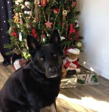 December puts a magical sensation in the air, a special sense of anticipation and celebration that we can't help but notice. Nzymes Christmas Stories And Pics Nzymes Com