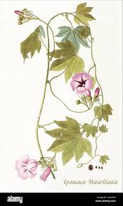 Image result for Ipomoea verbascoidea
