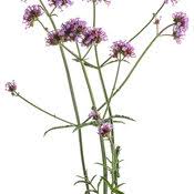 Entdecke rezepte, einrichtungsideen, stilinterpretationen und andere ideen zum ausprobieren. Meteor Shower Verbena Bonariensis Proven Winners