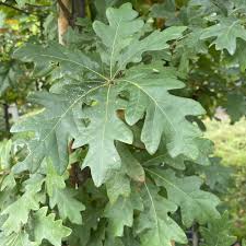 Image result for white oak leaf