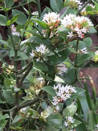 Image result for Carissa bispinosa