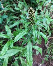 Image result for Aporrhiza