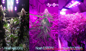 How To Use Led Grow Light For Your Marijuana Best Led Grow Light On 2014 Market