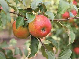 Superior fresh flavor makes this apple an american favorite. Honeycrisp Apple Tree More Varieties To Grow In Your Home Garden Sunset Magazine