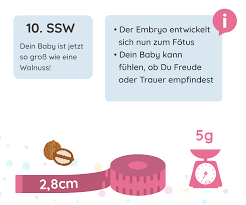 Woche der schwangerschaft ist 10. 10 Ssw Schwangerschaftswoche