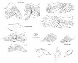  instagram   youtube  just a little thing i made for my instagram which is where all my bird comics end up :v how to draw simplified birdo wings. How To Draw Bird Wings Novocom Top