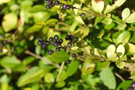 Image result for Oleaceae