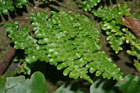 Image result for Arthropteris