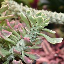 Image result for Euphorbia lividiflora