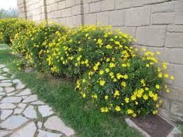 Image result for Euryops chrysanthemoides