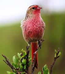 Przewalski S Finch Urocynchramus Pylzowi