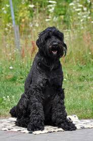 Explore 8 listings for russian terriers for sale at best prices. Get To Know The Black Russian Terrier The Red Star S Creation