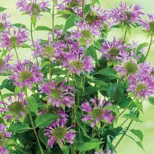 Image result for Monadenium hirsutum