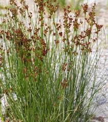 Image result for Juncus punctorius