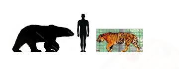 Unfortunately, the siberian tiger has faced difficult times, full of threats derived mainly from human activities. Polar Bear Vs Human Vs Siberian Tiger Album On Imgur