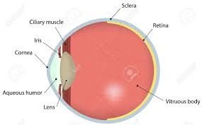 Eyes are approximately one inch in diameter. Eye Labeled Diagram Royalty Free Cliparts Vectors And Stock Illustration Image 31015916