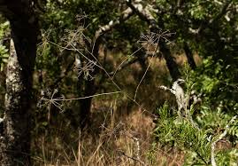 Image result for Heteromorpha stenophylla