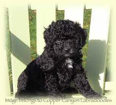 Mini Black Labradoodle Black Puppy Black Labradoodle Dog Photoshoot Pet Photography