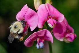 To get started, you can sign in with your apple or facebook the app does offer three paid upgrades; Humans Need Bumble Bees And They Are Disappearing Faster Than We Thought