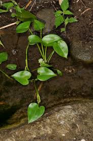 Image result for Monochoria