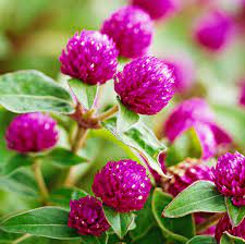 Globe Amaranth Better Homes Gardens