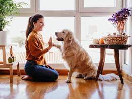 Hundespiele für zu hause gelb 12 x 3, 5 cm | jakob, anja | isbn: 5 Leichte Hundetricks Fur Drinnen Die Jeder Hund Lernen Kann