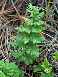 Image result for Cheilanthes multifida