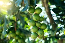 Image result for Macadamia aff. integrifolia