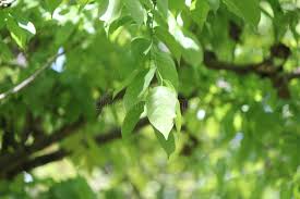 Image result for Pericopsis