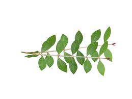 Image result for Lawsonia