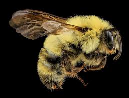Visit dltk's bumblebee crafts and printables. Bumblebees Are Getting Squeezed By Climate Change Science Smithsonian Magazine