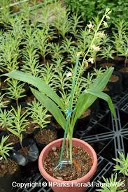 Image result for Eulophia