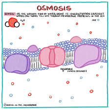 Biochemistry Infographic Osmosis Video In 2020 Biochemistry Biology Cell Biology