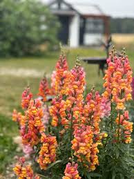 Image result for Antirrhinum majus