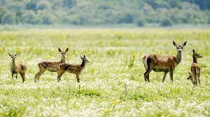 Het gebied heeft een grote van 5600 ha, hiervan is ruim 3600ha nat (water en moeras) en 2000 ha tot. Afschieten Edelherten Oostvaardersplassen Blijft Voorlopig Verboden Nos