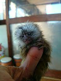 Pin On Exotic Pets